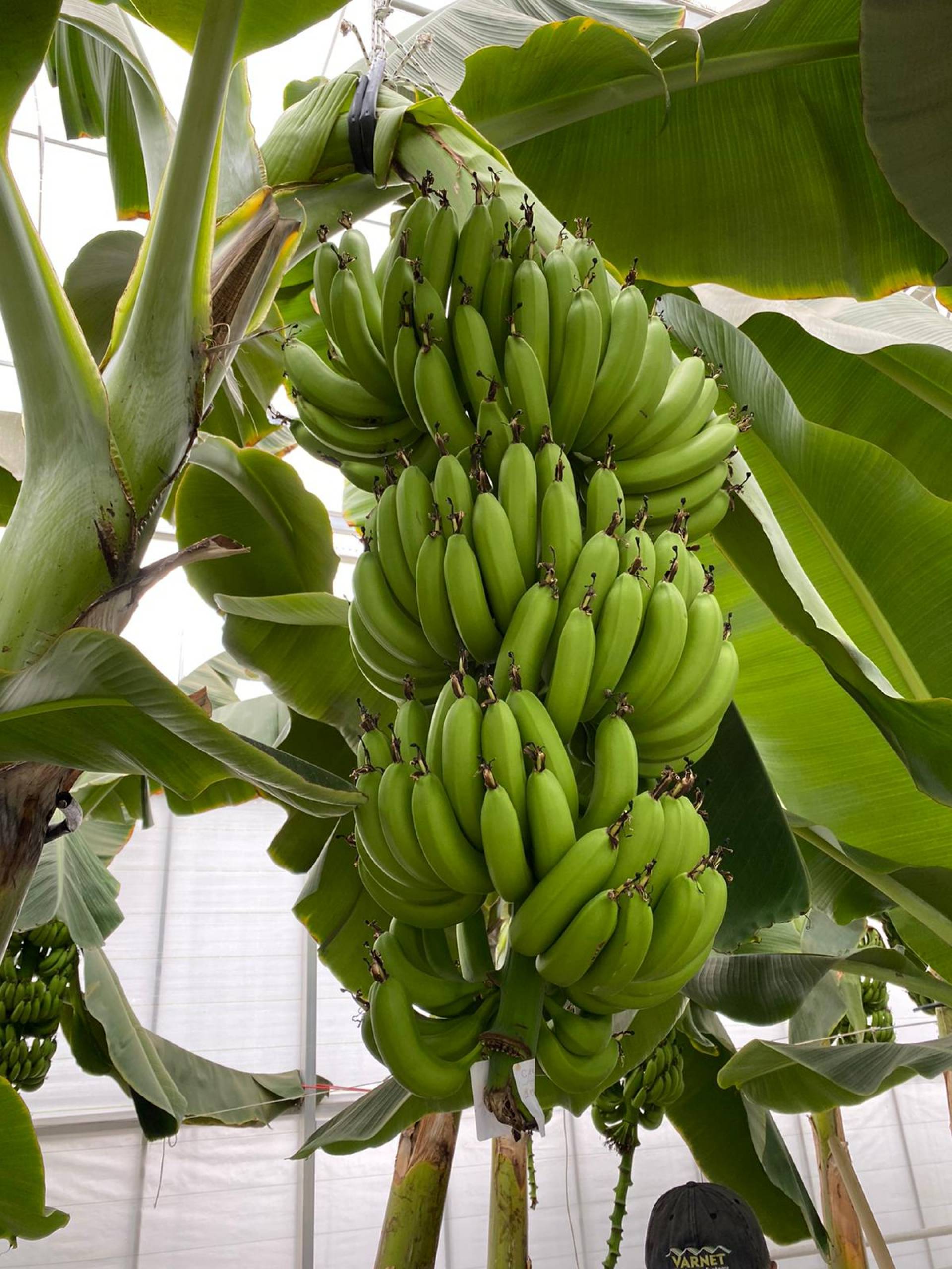 We have successfully completed our banana growing project with the hydroponic farming technique in pots.